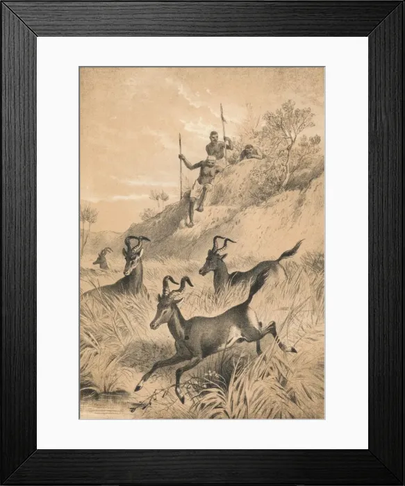 Framed Print : The Hartebeest, c1880 Framed Print : The Hartebeest, c1880
