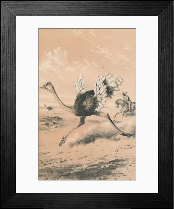 Framed Print : Chasing the Ostrich, c1880 Framed Print : Chasing the Ostrich, c1880