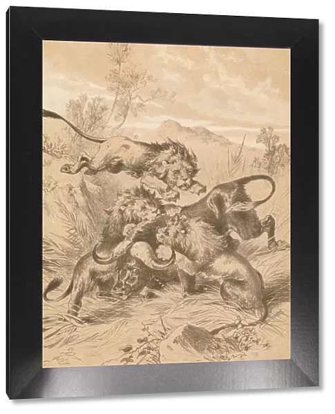 Lions Attacking A Buffalo, c1880