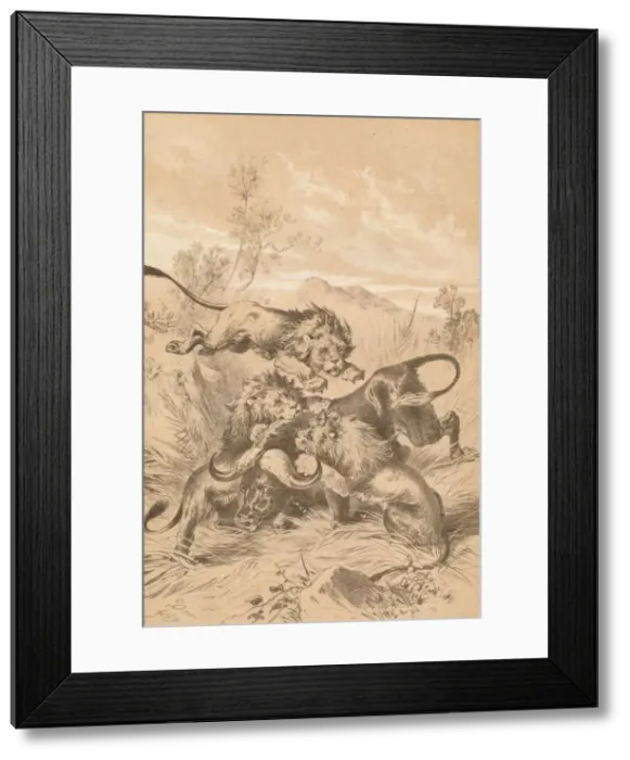Framed Print : Lions Attacking A Buffalo, c1880 Framed Print : Lions Attacking A Buffalo, c1880