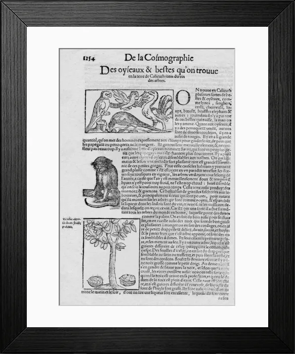 Framed Print : De la Cosmographie Des oyseaux & bestes qu on trouve en la terre de Calicuth: item du vin des arbre Framed Print : De la Cosmographie Des oyseaux & bestes qu on trouve en la terre de Calicuth: item du vin des arbre