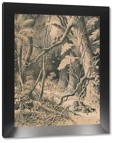 A Forest in Central Africa, c1880