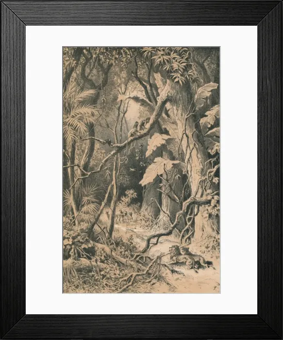 Framed Print : A Forest in Central Africa, c1880 Framed Print : A Forest in Central Africa, c1880