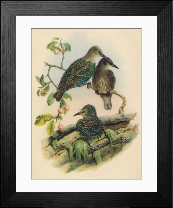 Framed Print : Young Starling, c19th century Framed Print : Young Starling, c19th century