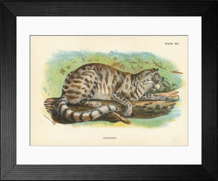 Framed Print : Colocolo, 1896 Framed Print : Colocolo, 1896
