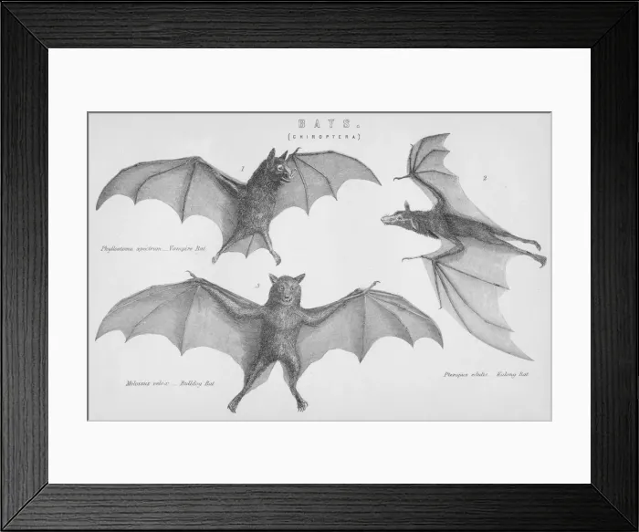 Framed Print : Bats. (Chiroptera), 1885 Framed Print : Bats. (Chiroptera), 1885