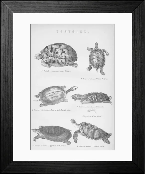 Framed Print : Tortoise, 1885 Framed Print : Tortoise, 1885