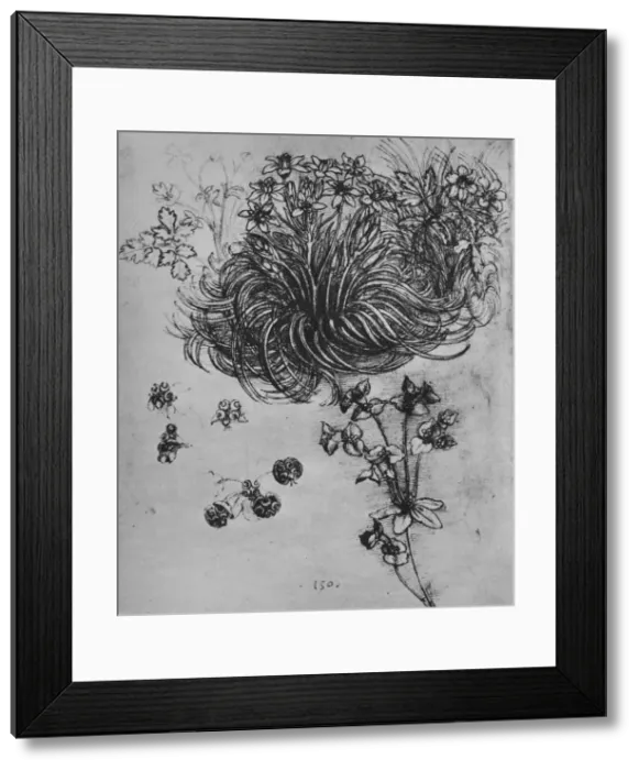 Framed Print : A Star of Bethlehem and Other Plants, c1480 (1945). Artist: Leonardo da Vinci Framed Print : A Star of Bethlehem and Other Plants, c1480 (1945). Artist: Leonardo da Vinci