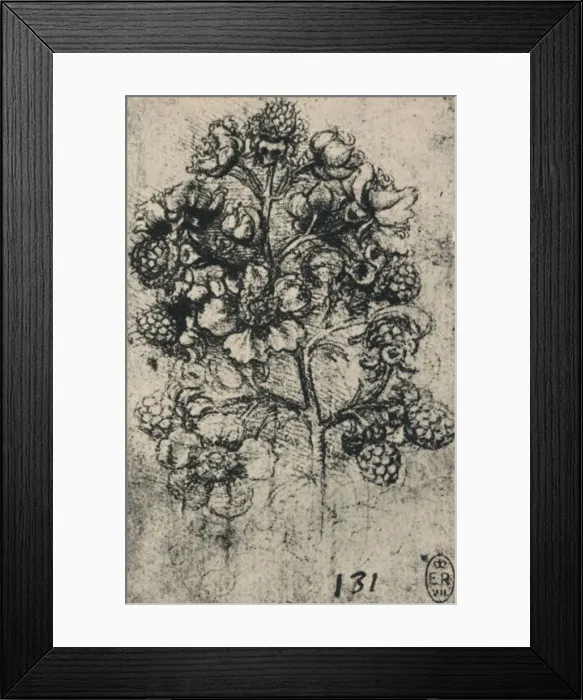 Framed Print : A Spray of Brambles, c1480 (1945). Artist: Leonardo da Vinci Framed Print : A Spray of Brambles, c1480 (1945). Artist: Leonardo da Vinci
