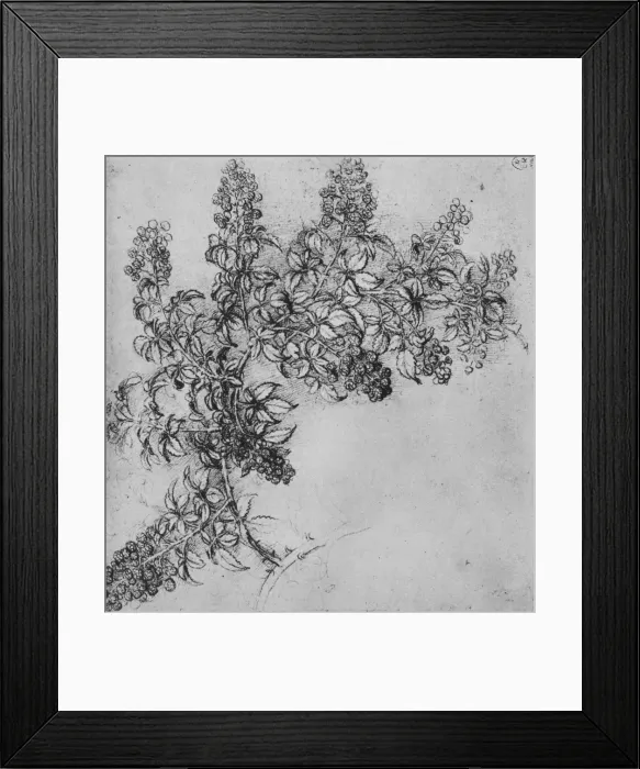 Framed Print : A Branch of Blackberry, c1480 (1945). Artist: Leonardo da Vinci Framed Print : A Branch of Blackberry, c1480 (1945). Artist: Leonardo da Vinci