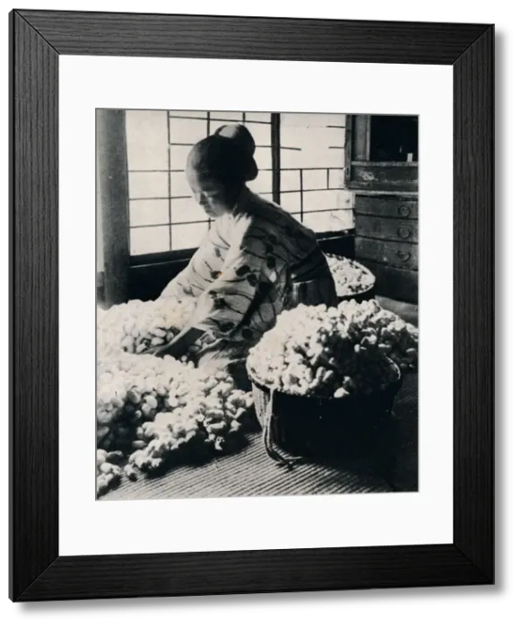 Framed Print : 5000 silkworms eat 125 lbs of mulberry for 8 skeins of silk, making one kimono, c1900, (1921). Artist: Julian Leonard Street Framed Print : 5000 silkworms eat 125 lbs of mulberry for 8 skeins of silk, making one kimono, c1900, (1921). Artist: Julian Leonard Street