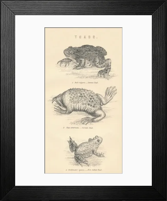 Framed Print : Toads, 1885 Framed Print : Toads, 1885