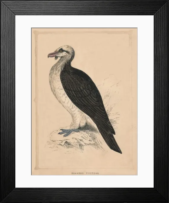 Framed Print : Bearded Vulture, (Gypaetus barbatus), c1850, (1856) Framed Print : Bearded Vulture, (Gypaetus barbatus), c1850, (1856)