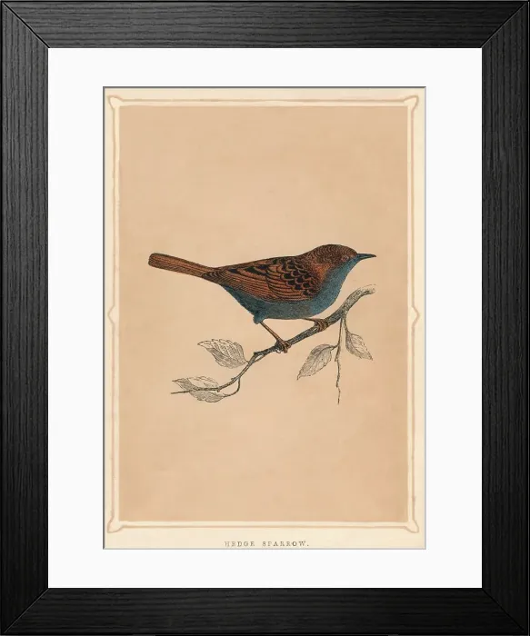 Framed Print : Hedge Sparrow, (Prunella modularis), c1850, (1856) Framed Print : Hedge Sparrow, (Prunella modularis), c1850, (1856)