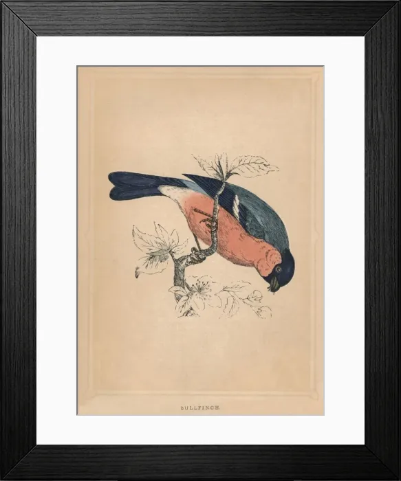 Framed Print : Bullfinch, (Pyrrhula pyrrhula), c1850, (1856) Framed Print : Bullfinch, (Pyrrhula pyrrhula), c1850, (1856)