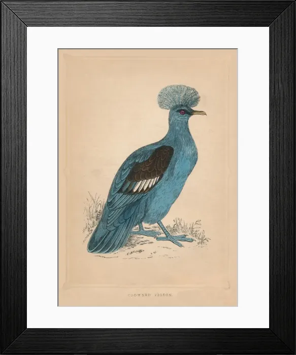 Framed Print : Crowned Pigeon, (Goura), c1850, (1856) Framed Print : Crowned Pigeon, (Goura), c1850, (1856)