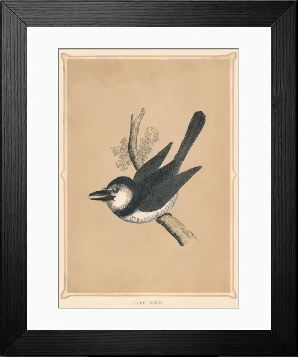 Framed Print : Puff Bird, (Bucconidae), c1850, (1856) Framed Print : Puff Bird, (Bucconidae), c1850, (1856)