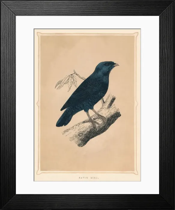 Framed Print : Satin Bird, (Ptilonorhynchus violaceus), c1850, (1856) Framed Print : Satin Bird, (Ptilonorhynchus violaceus), c1850, (1856)