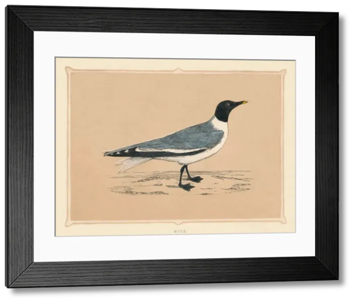 Framed Print : Gull, (Laridae), c1850, (1856)
