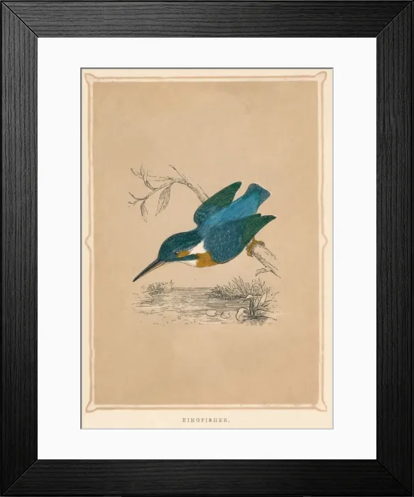 Framed Print : Kingfisher, (Alcedines), c1850, (1856) Framed Print : Kingfisher, (Alcedines), c1850, (1856)