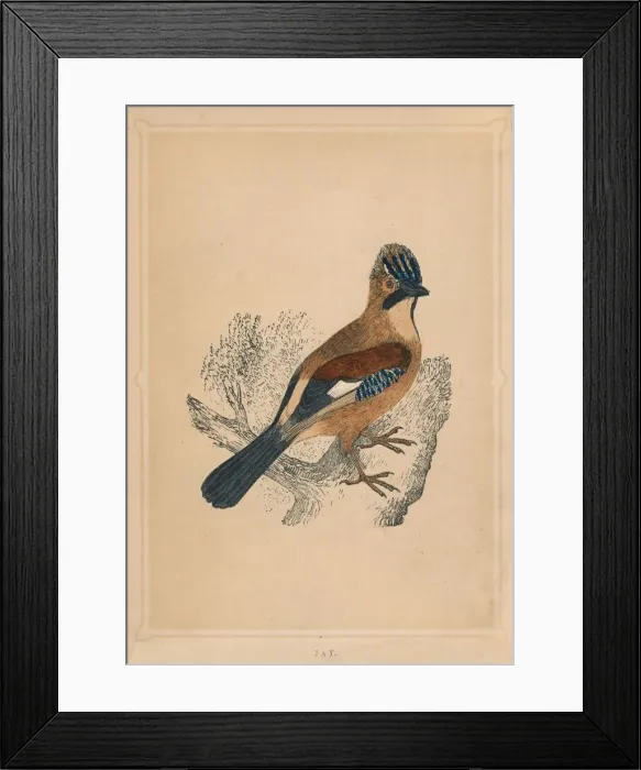 Framed Print : Jay, (Garrulus glandarius), c1850, (1856) Framed Print : Jay, (Garrulus glandarius), c1850, (1856)