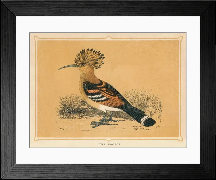 Framed Print : The Hoopoe, (Upupa epops), c1850, (1856) Framed Print : The Hoopoe, (Upupa epops), c1850, (1856)