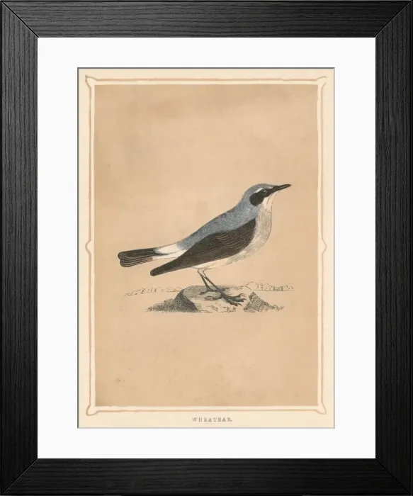 Framed Print : Wheatear, (Oenanthe), c1850, (1856)