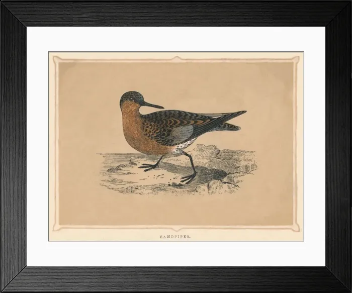 Framed Print : Sandpiper, (Scolopacidae), c1850, (1856) Framed Print : Sandpiper, (Scolopacidae), c1850, (1856)
