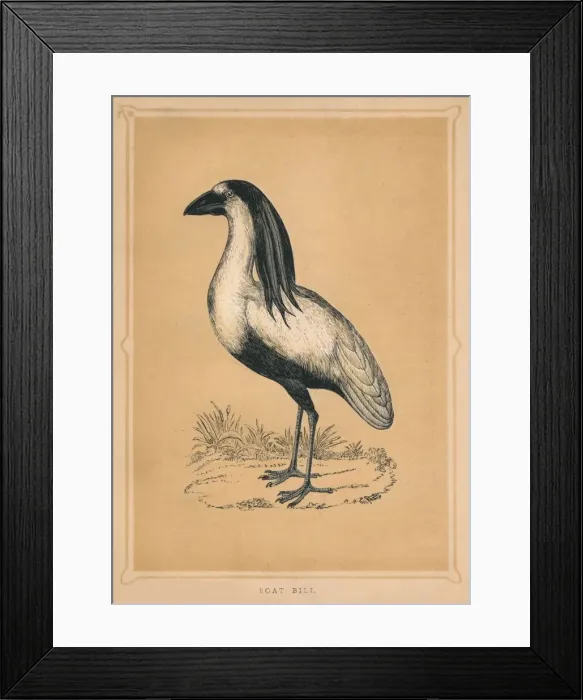 Framed Print : Boat Bill, (Cochlearius cochlearius), c1850, (1856) Framed Print : Boat Bill, (Cochlearius cochlearius), c1850, (1856)