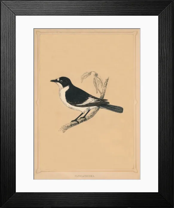 Framed Print : Flycatcher, (Muscicapidae), c1850, (1856) Framed Print : Flycatcher, (Muscicapidae), c1850, (1856)