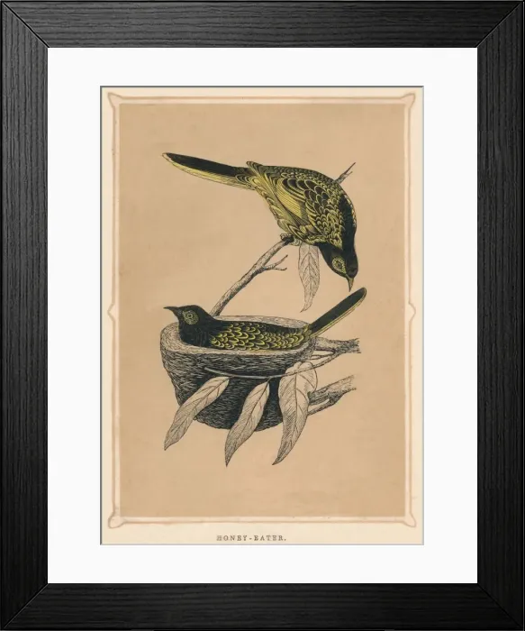 Framed Print : Honey-Eater, (Meliphagidae), c1850, (1856) Framed Print : Honey-Eater, (Meliphagidae), c1850, (1856)