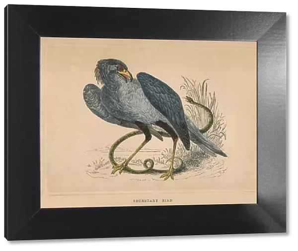 Secretary Bird (Sagittarius serpentarius), c1850, (1856)