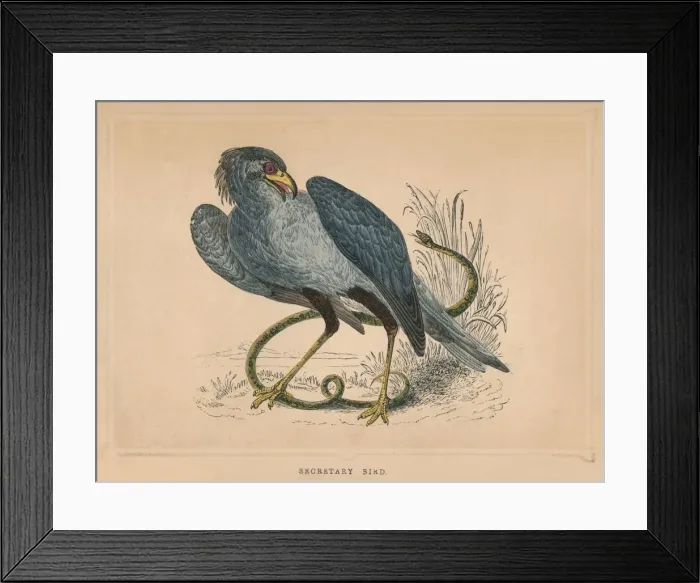 Framed Print : Secretary Bird (Sagittarius serpentarius), c1850, (1856) Framed Print : Secretary Bird (Sagittarius serpentarius), c1850, (1856)