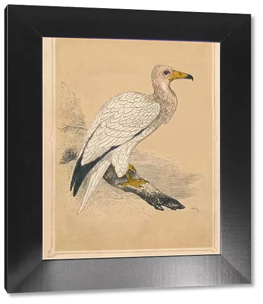 Egyptian Vulture, (Neophron percnopterus), c1850, (1856)