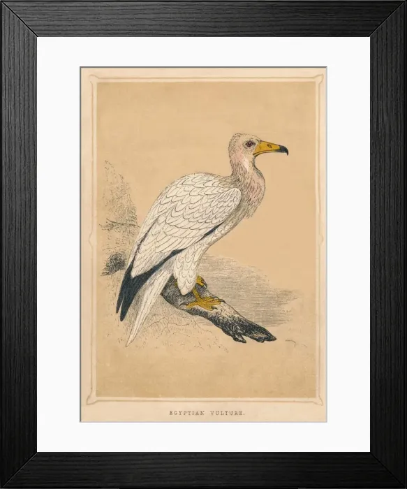 Framed Print : Egyptian Vulture, (Neophron percnopterus), c1850, (1856) Framed Print : Egyptian Vulture, (Neophron percnopterus), c1850, (1856)