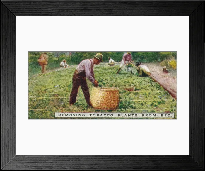 Framed Print : Removing Tobacco Plants from Bed, 1926 Framed Print : Removing Tobacco Plants from Bed, 1926