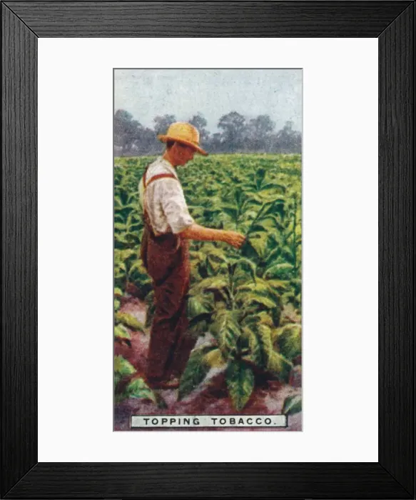 Framed Print : Topping Tobacco, 1926 Framed Print : Topping Tobacco, 1926