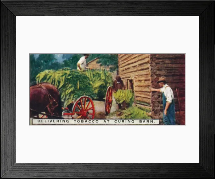 Framed Print : Delivering Tobacco at Curing Barn, 1926 Framed Print : Delivering Tobacco at Curing Barn, 1926