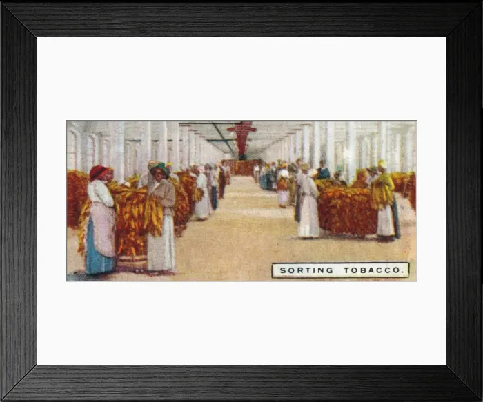 Framed Print : Sorting Tobacco, 1926 Framed Print : Sorting Tobacco, 1926