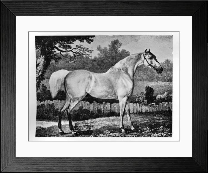 Framed Print : Gimcrack, 1760 -1777, (1911) Framed Print : Gimcrack, 1760 -1777, (1911)
