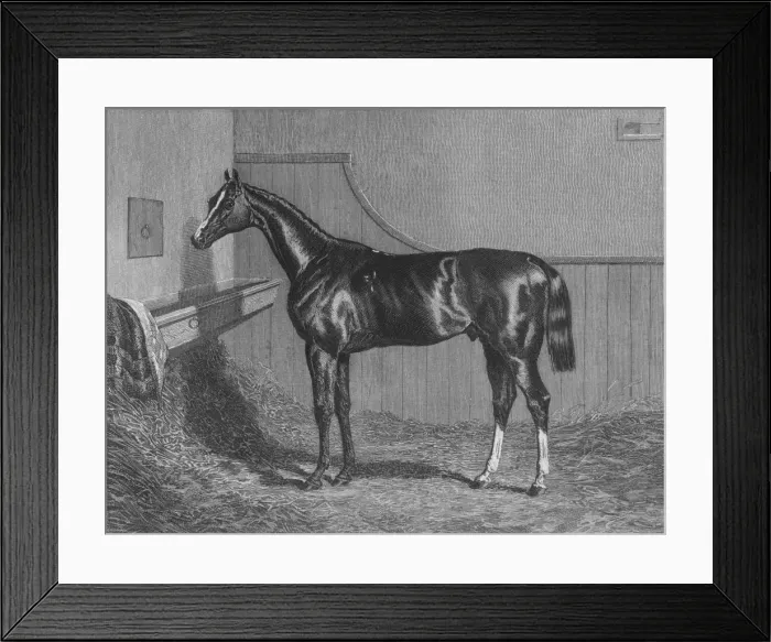 Framed Print : The Rt. Hon. The Earl of Lichfields Elis. Winner of the St. Leger 1836, 1911 Framed Print : The Rt. Hon. The Earl of Lichfields Elis. Winner of the St. Leger 1836, 1911