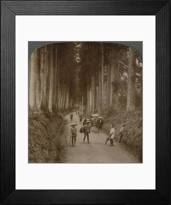 Framed Print : The groves were Gods first temples - avenue of Cryptomeria, Nikko, Japan, 1904