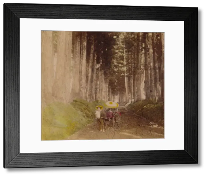 Framed Print : Avenue of Cryptomerias, Nikko, Japan, 1896 Framed Print : Avenue of Cryptomerias, Nikko, Japan, 1896