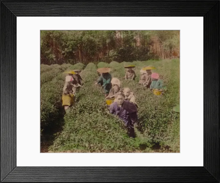Framed Print : Picking the famous Uji Tea near Tokyo, Japan, 1896 Framed Print : Picking the famous Uji Tea near Tokyo, Japan, 1896
