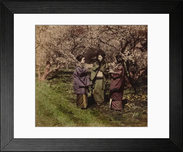 Framed Print : Under the Plum Blossoms, Sugita, Japan, 1896 Framed Print : Under the Plum Blossoms, Sugita, Japan, 1896