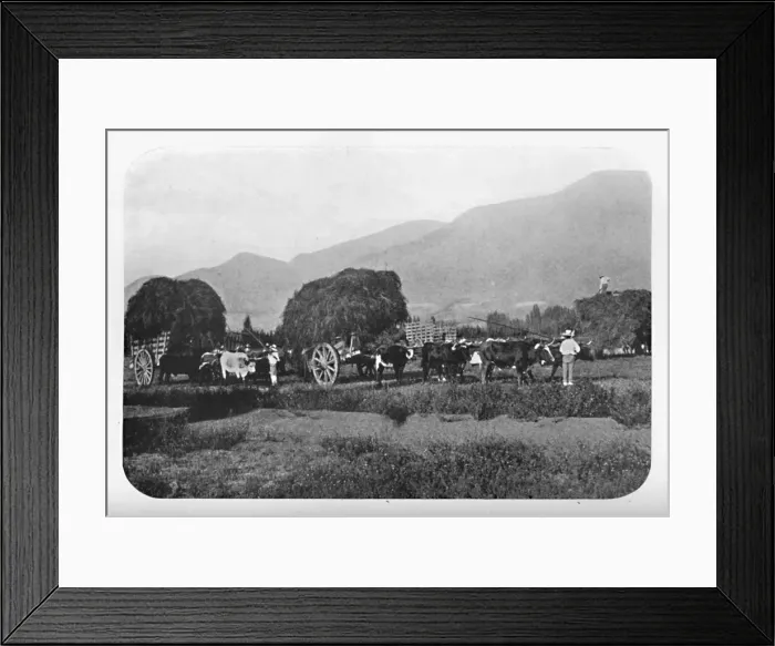 Framed Print : A Chilian Harvest, 1911 Framed Print : A Chilian Harvest, 1911