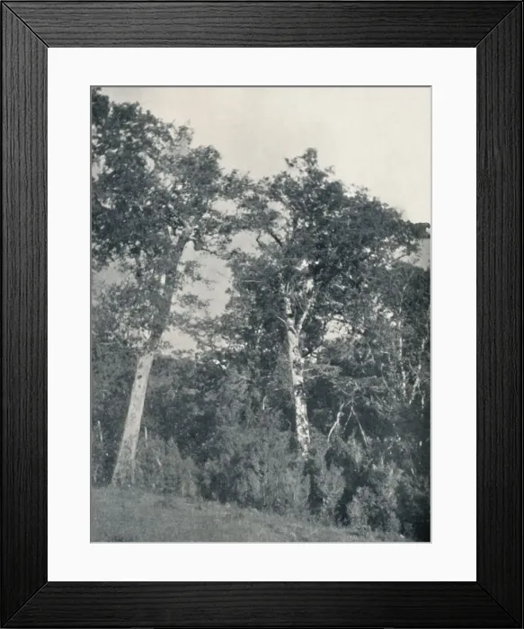 Framed Print : A Forest of Antarctic Beech at Temuco, 1911