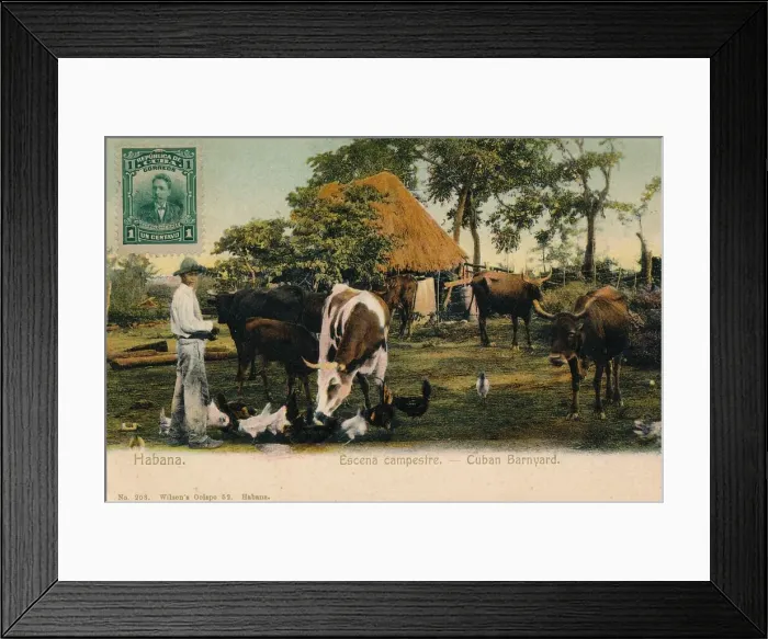 Framed Print : Habana. Escena campestre - Cuban Barnyard, c1910 Framed Print : Habana. Escena campestre - Cuban Barnyard, c1910
