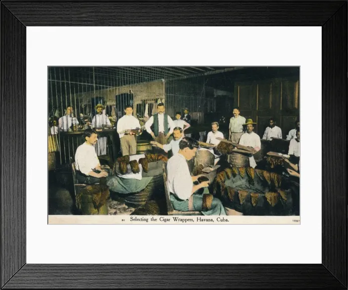 Framed Print : Selecting the Cigar Wrappers, Havana, Cuba, c1910 Framed Print : Selecting the Cigar Wrappers, Havana, Cuba, c1910