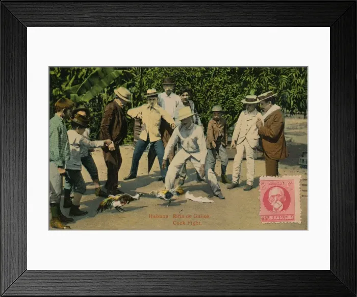 Framed Print : Habana: Rina de Gallos. Cock Fight, 1918 Framed Print : Habana: Rina de Gallos. Cock Fight, 1918